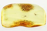 Two Detailed Fossil True Midges (Chironomidae) in Baltic Amber #330715-1